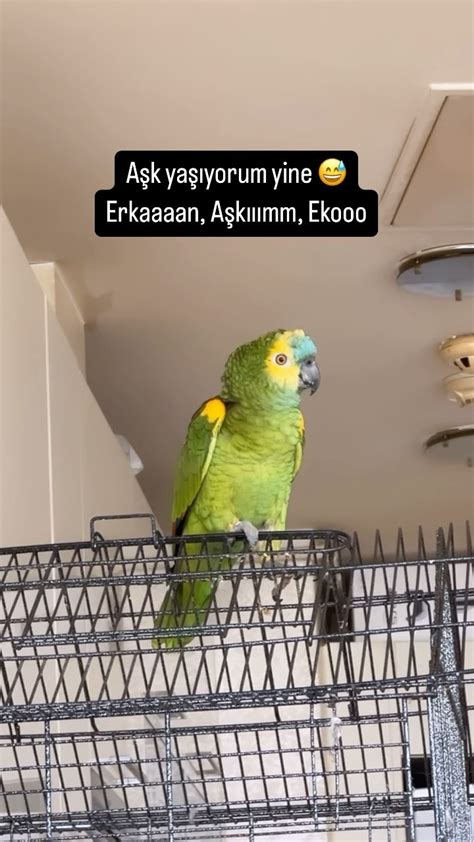 Ciko (@cikosukaciki) • Instagram photos and videos.